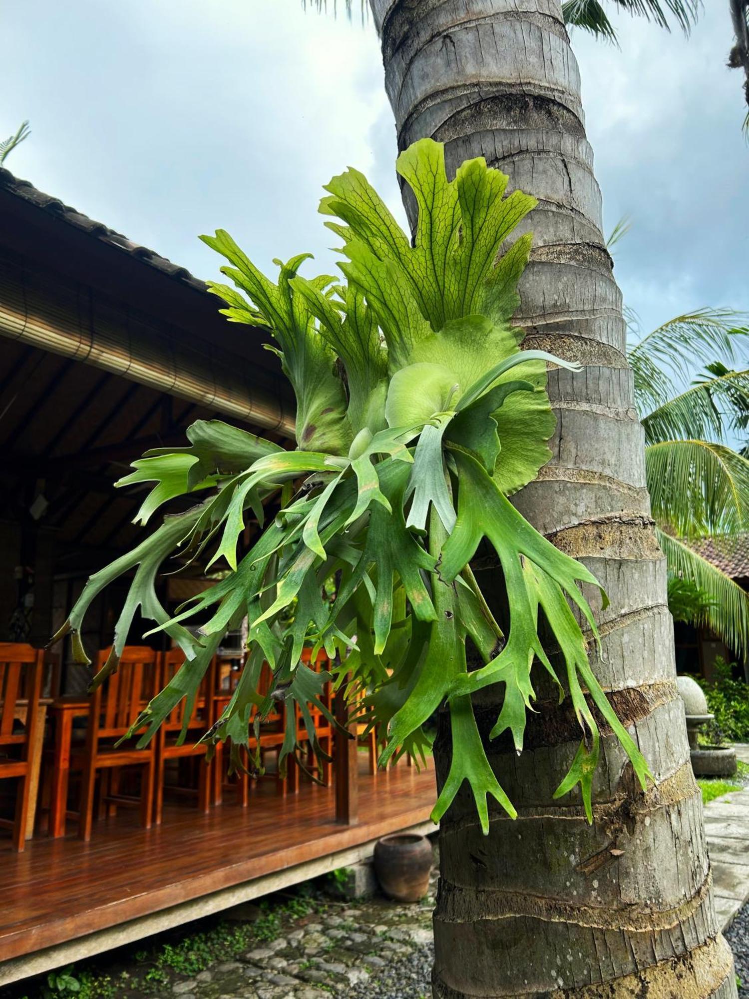 Toke Menjangan Hotel Banyuwedang Buitenkant foto